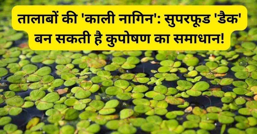 Superfood Duckweed Plant floating on water surface in Indian pond