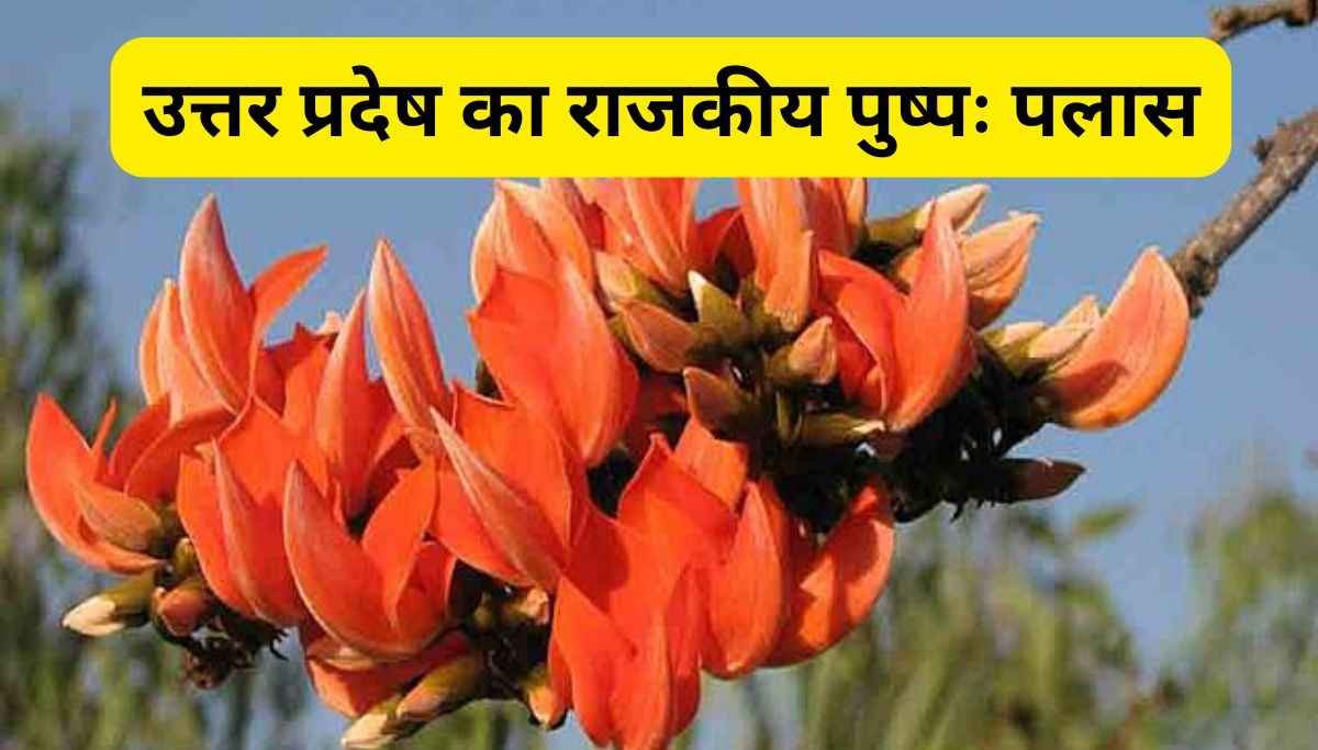 उत्तर प्रदेष का राजकीय पुष्पः पलास